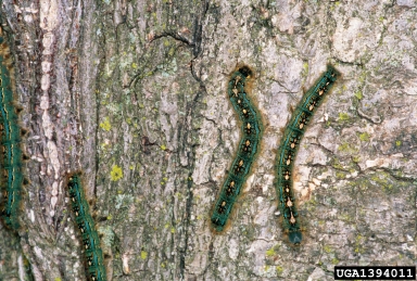 forest tent caterpillar, Malacosoma disstria  (Lepidoptera: Lasiocampidae) - 1394011