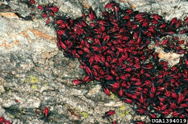 boxelder bug, Boisea trivittata  (Hemiptera: Rhopalidae) - 1394019