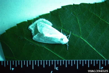 fall webworm, Hyphantria cunea  (Lepidoptera: Arctiidae) - 1394025