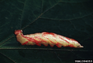 prominent caterpillar, Heterocampa spp.  (Lepidoptera: Notodontidae) - 1394053