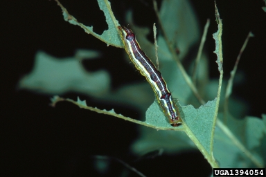 prominent caterpillar, Lochmaeus spp.  (Lepidoptera: Notodontidae) - 1394054