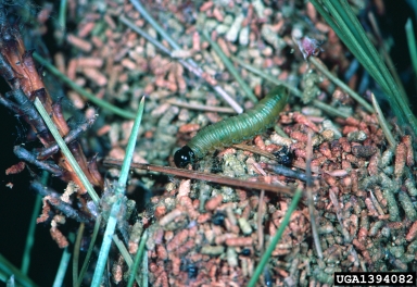 nesting-pine sawfly, Acantholyda zappei  (Hymenoptera: Pamphiliidae) - 1394082