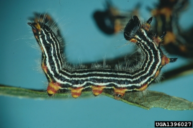 yellownecked caterpillar, Datana ministra  (Lepidoptera: Notodontidae) - 1396027