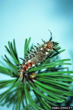 pine tussock moth, Dasychira pinicola  (Lepidoptera: Lymantriidae) - 1396037