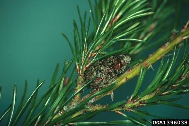 pine tussock moth, Dasychira pinicola  (Lepidoptera: Lymantriidae) - 1396038