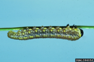 introduced pine sawfly, Diprion similis  (Hymenoptera: Diprionidae) - 1396052