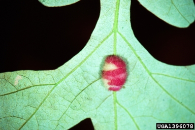 Cynipid gall wasp, Andricus ignotus  (Hymenoptera: Cynipidae) - 1396078