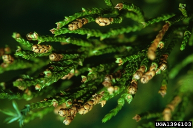 eastern redcedar, Juniperus virginiana  (Pinales: Cupressaceae) - 1396103