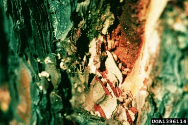 red turpentine beetle (Dendroctonus valens ) on red pine (Pinus resinosa ) - 1396114