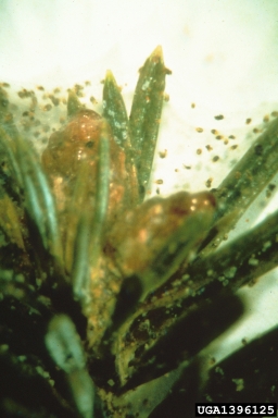 spruce spider mite, Oligonychus ununguis  (Acari: Tetranychidae) - 1396125