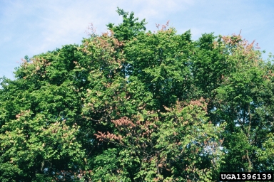 Dutch elm disease, Ophiostoma ulmi  (Ophiostomatales: Ophiostomataceae) - 1396139