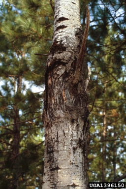 Nectria canker (Nectria spp. ) on quaking aspen (Populus tremuloides ) - 1396150