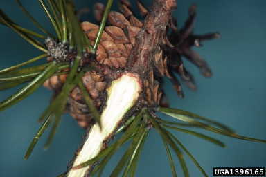 squirrel (Sciurus spp. ) on jack pine (Pinus banksiana ) - 1396165