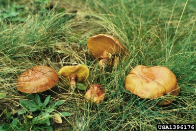 larch bolete (Suillus grevillei ) on European larch (Larix decidua ) - 1396176