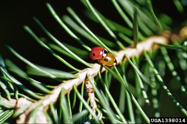 two-spotted lady beetle, Adalia bipunctata  (Coleoptera: Coccinellidae) - 1398014