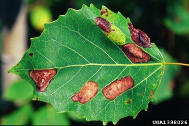 aspen blotchminer (Phyllonorycter apparella ) on quaking aspen (Populus tremuloides ) - 1398026