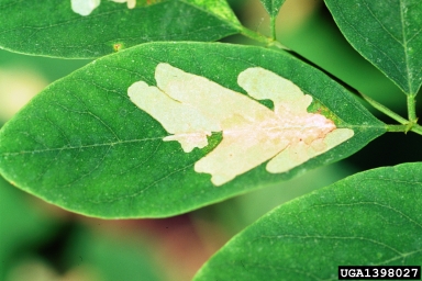 locust leafminer (Odontota dorsalis ) on black locust (Robinia pseudoacacia ) - 1398027