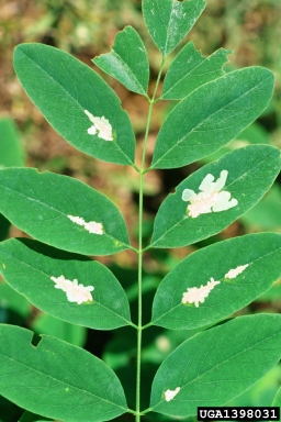 locust leafminer (Odontota dorsalis ) on black locust (Robinia pseudoacacia ) - 1398031