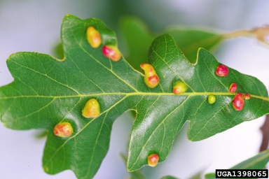 galls (  ) on bur oak (Quercus macrocarpa ) - 1398065