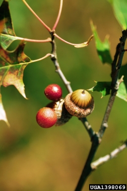 acorn-plum gall (Amphibolips quercusjuglans ) on northern pin oak (Quercus ellipsoidalis ) - 1398069