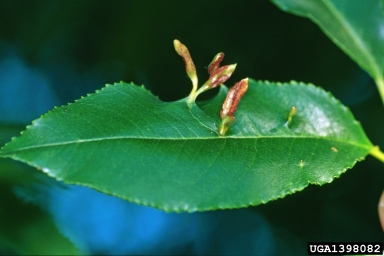 Eriophyid mite (  ) on plum/cherry (Prunus spp. ) - 1398082