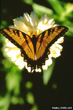 eastern tiger swallowtail, Papilio glaucus  (Lepidoptera: Papilionidae) - 1398160