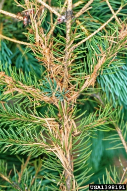 spruce needleminer (Taniva albolineana ) on white spruce (Picea glauca ) - 1398191