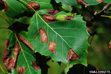 aspen blotchminer (Phyllonorycter apparella ) on quaking aspen (Populus tremuloides ) - 1398275