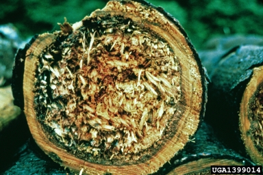 wood decay (Stereum spp. ) on Norway spruce (Picea abies ) - 1399014