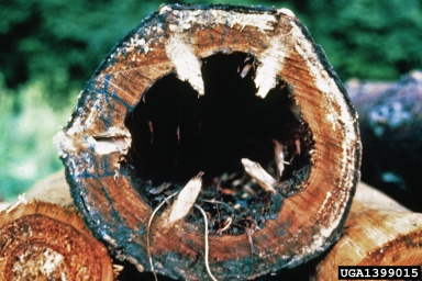 wood decay (Stereum spp. ) on Norway spruce (Picea abies ) - 1399015