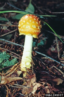 fly agaric, Amanita muscaria  (Agaricales: Amanitaceae) - 1399037