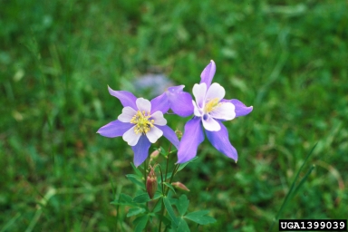 Colorado blue columbine, Aquilegia caerulea  (Ranunculales: Ranunculaceae) - 1399039