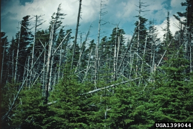 red spruce, Picea rubens  (Pinales: Pinaceae) - 1399044