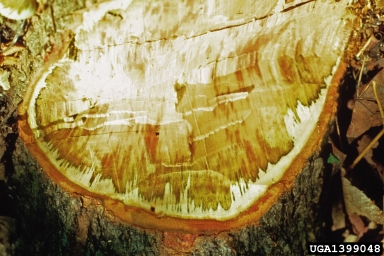 sapstreak disease of sugar maple (Ceratocystis coerulescens ) on sugar maple (Acer saccharum ) - 1399048