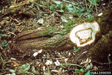 sapstreak disease of sugar maple (Ceratocystis coerulescens ) on sugar maple (Acer saccharum ) - 1399050