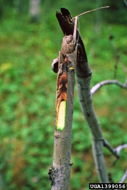 moose (Alces alces ) on quaking aspen (Populus tremuloides ) - 1399056