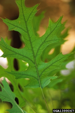 iron deficiency (  ) on pin oak (Quercus palustris ) - 1399067