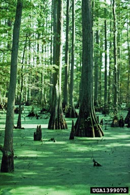 baldcypress, Taxodium distichum  (Pinales: Taxodiaceae) - 1399070