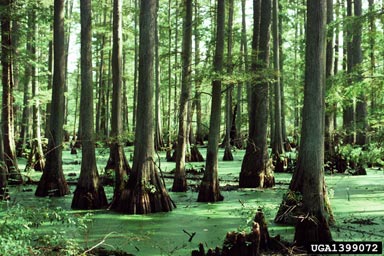 baldcypress, Taxodium distichum  (Pinales: Taxodiaceae) - 1399072