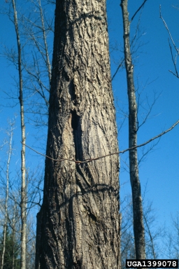 butternut canker (Sirococcus clavigignenti-juglandacearum ) on butternut (Juglans cinerea ) - 1399078