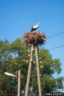 white stork, Ciconia ciconia  (Ciconiiformes: Ciconiidae) - 1399093