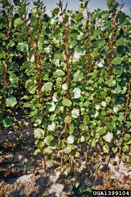 aspen/poplar, Populus spp.  (Salicales: Salicaceae) - 1399104