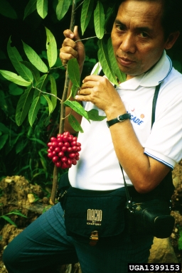 robusta coffee, Coffea canephora  (Rubiales: Rubiaceae) - 1399153
