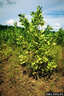 acacia, Acacia spp.  (Fabales: Fabaceae (Leguminosae)) - 1399165