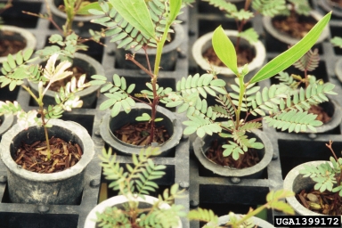 acacia, Acacia spp.  (Fabales: Fabaceae (Leguminosae)) - 1399172