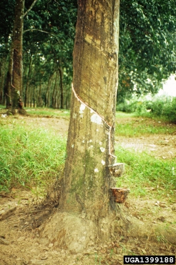 Indian rubberplant, Ficus elastica  (Urticales: Moraceae) - 1399188