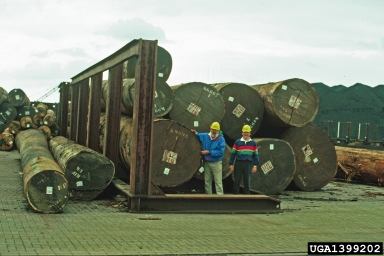 log yard,    - 1399202