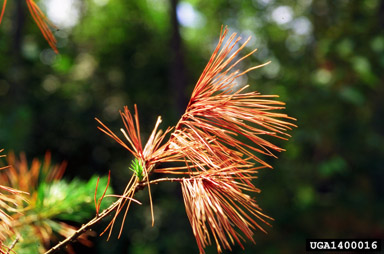 frost and winter injury (general) (  ) on eastern white pine (Pinus strobus ) - 1400016