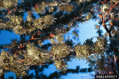 snow and ice damage (snow load) (  ) on jack pine (Pinus banksiana ) - 1400017