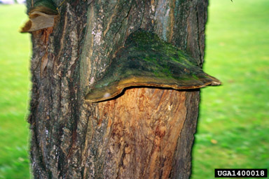 Rimosus decay (Phellinus robiniae ) on black locust (Robinia pseudoacacia ) - 1400018